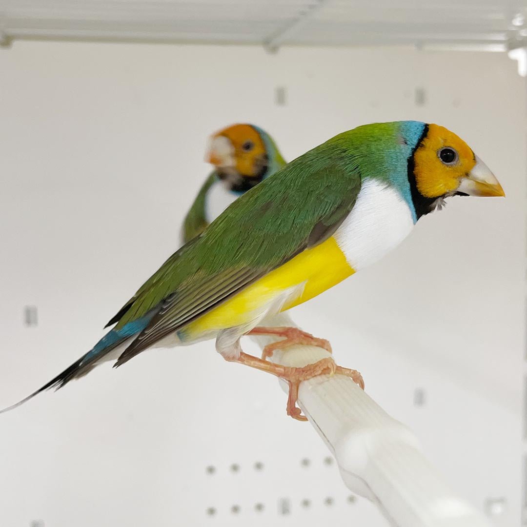 Lady Gouldian Finch - Orange Head Green Back Male – New York Bird
