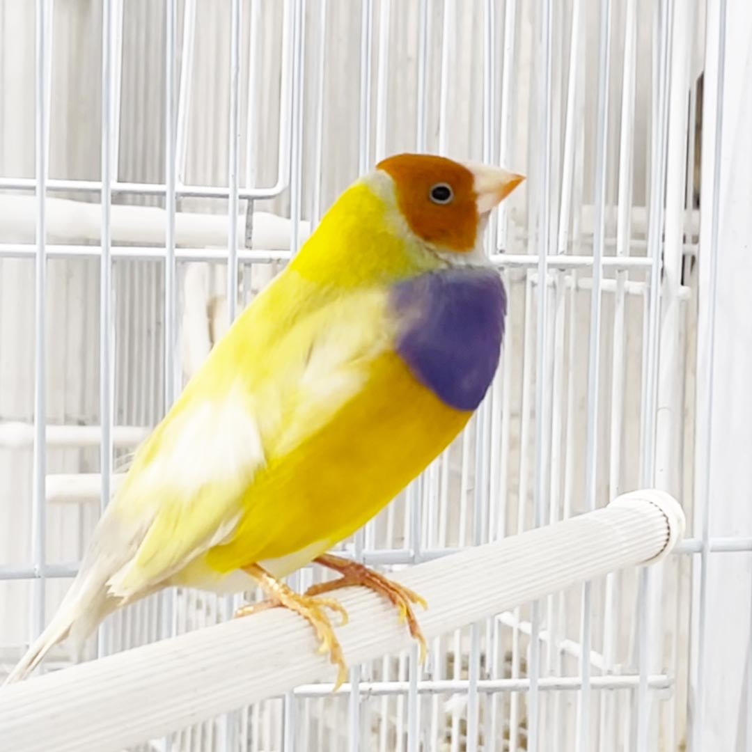 Lady Gouldian Finch - Orange Head Yellow Back - New York Bird Supply