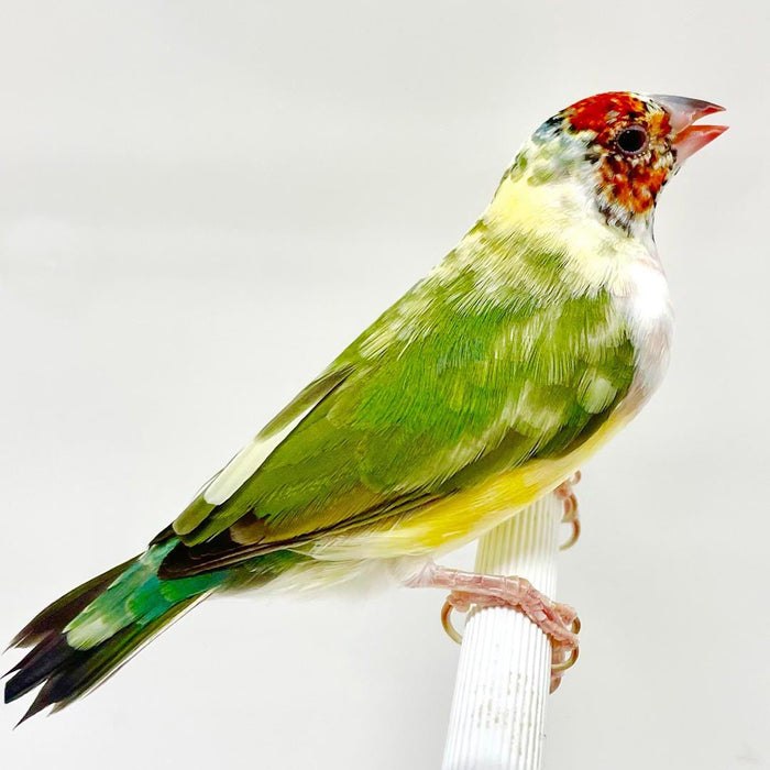 Orlux Insect Patee - Lady Gouldian Finch Supplies USA - Glamorous