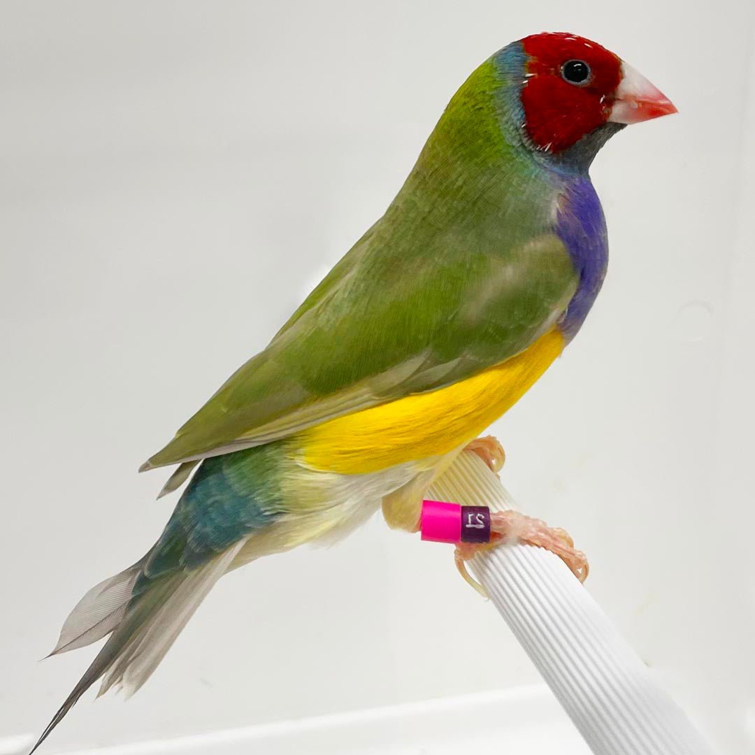 Lady Gouldian Finch - Red Head Green Back - New York Bird Supply