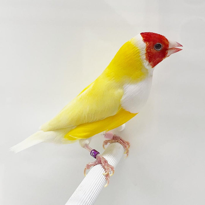 Lady Gouldian Finch - Red Head Yellow Back - New York Bird Supply