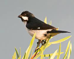 Lined Seedeater - New York Bird Supply