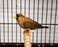 Masked Grass Finch - New York Bird Supply