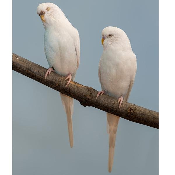 Parakeets - New York Bird Supply