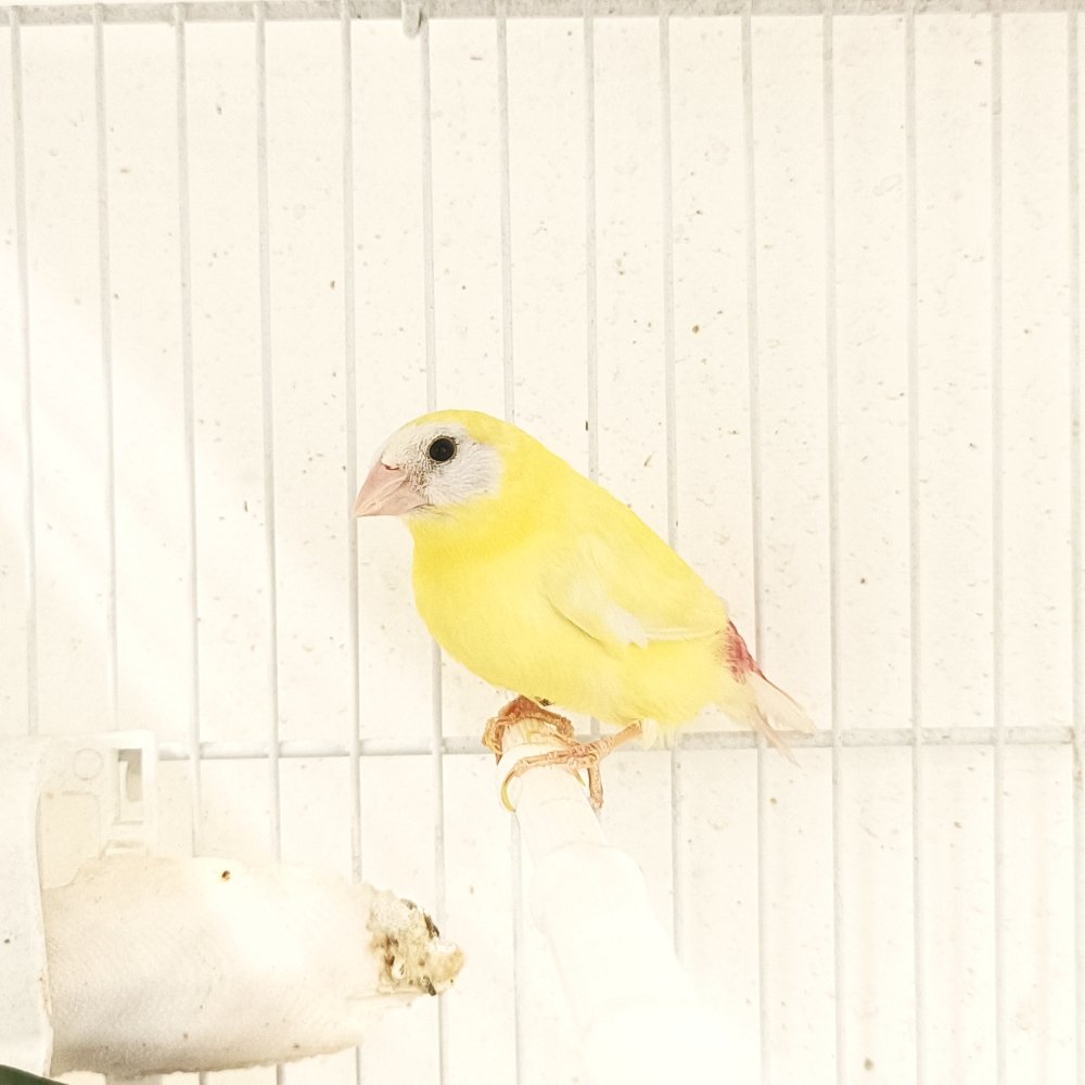 Parrot Finch Blue Face Lutino - New York Bird Supply