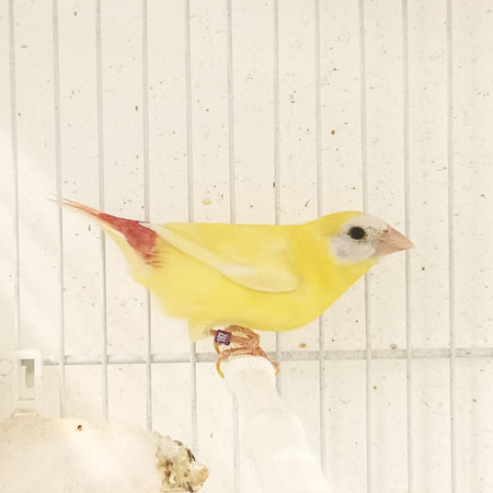 Parrot Finch Blue Face Lutino - New York Bird Supply