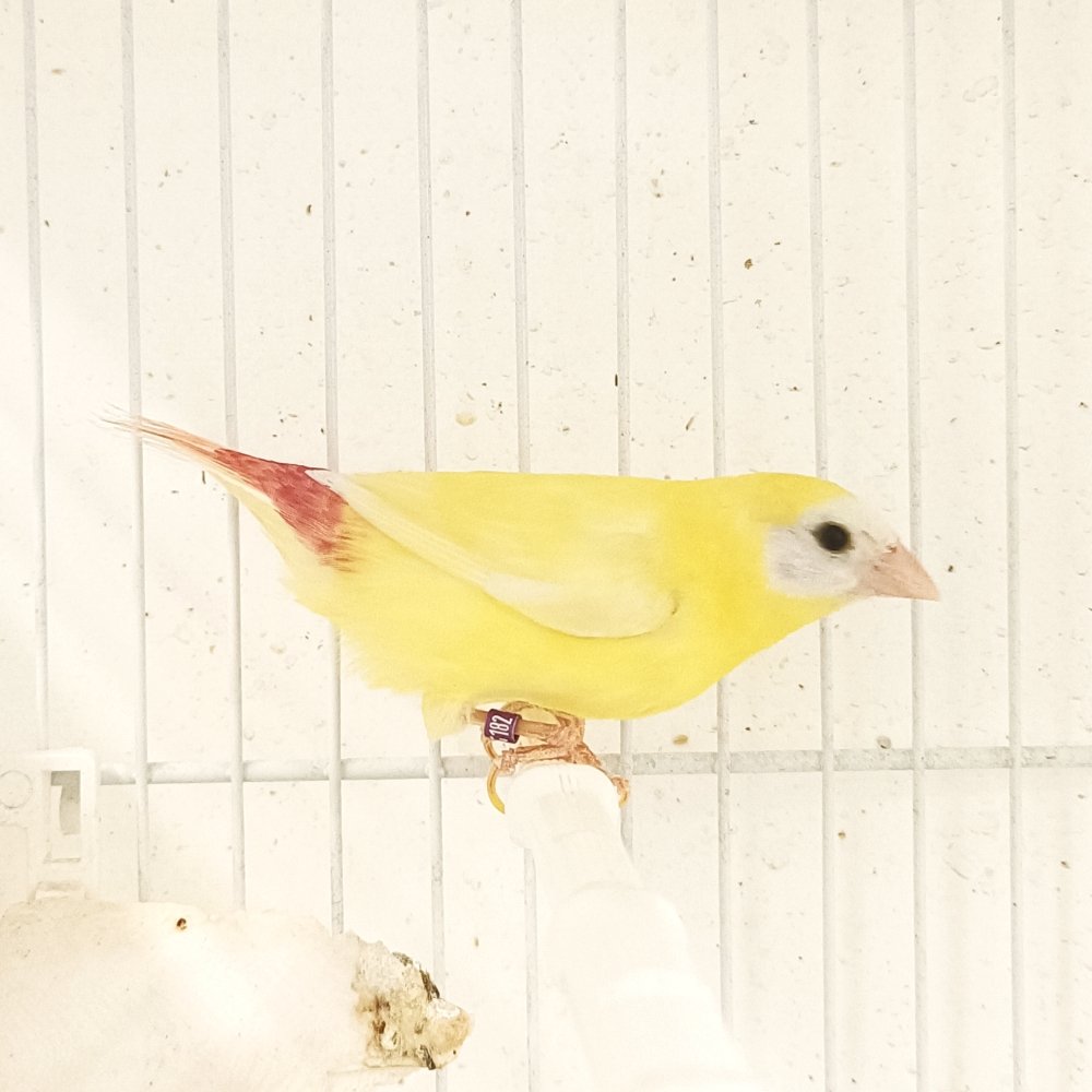 Parrot Finch Blue Face Lutino - New York Bird Supply