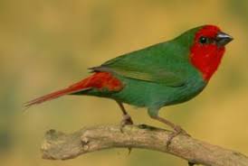 Parrot Finch Red Head - New York Bird Supply