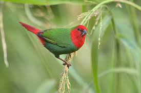 Parrot Finch Red Head - New York Bird Supply
