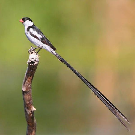 Pin-tailed Whydah - New York Bird Supply