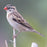 Pin-tailed Whydah - New York Bird Supply