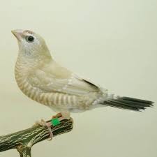 Plum Head Cherry Finch Fawn - New York Bird Supply