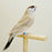Plum Head Cherry Finch Fawn - New York Bird Supply