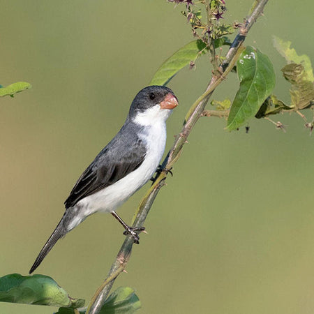 Plumbeous Seedeater - New York Bird Supply