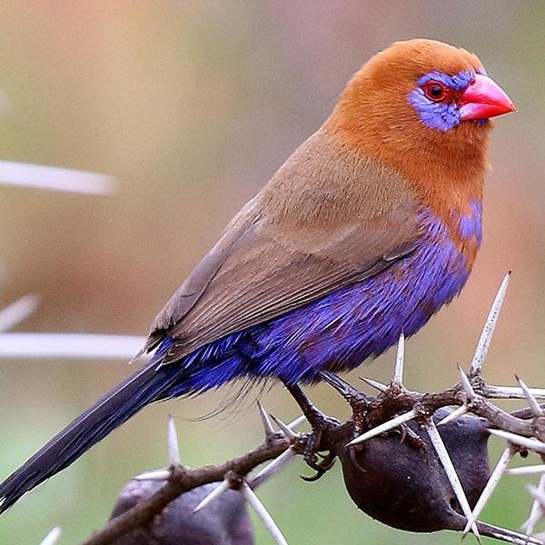 Purple Grenadier - New York Bird Supply