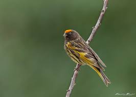 Red-fronted serin - New York Bird Supply