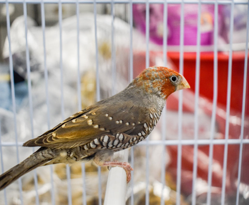 Red Headed Finch - New York Bird Supply