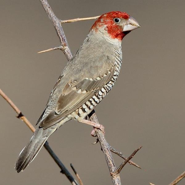 Red Headed Finch - New York Bird Supply