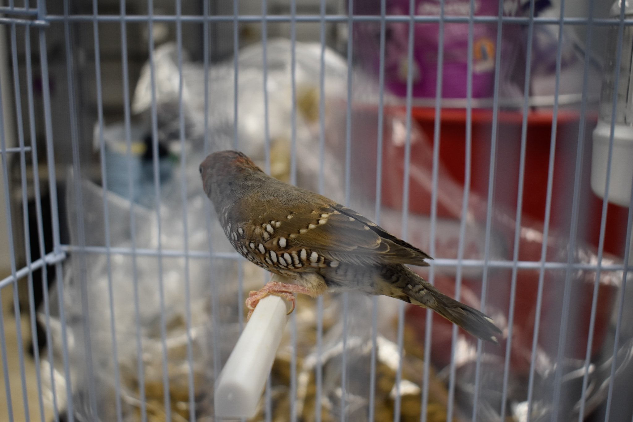 Red Headed Finch - New York Bird Supply