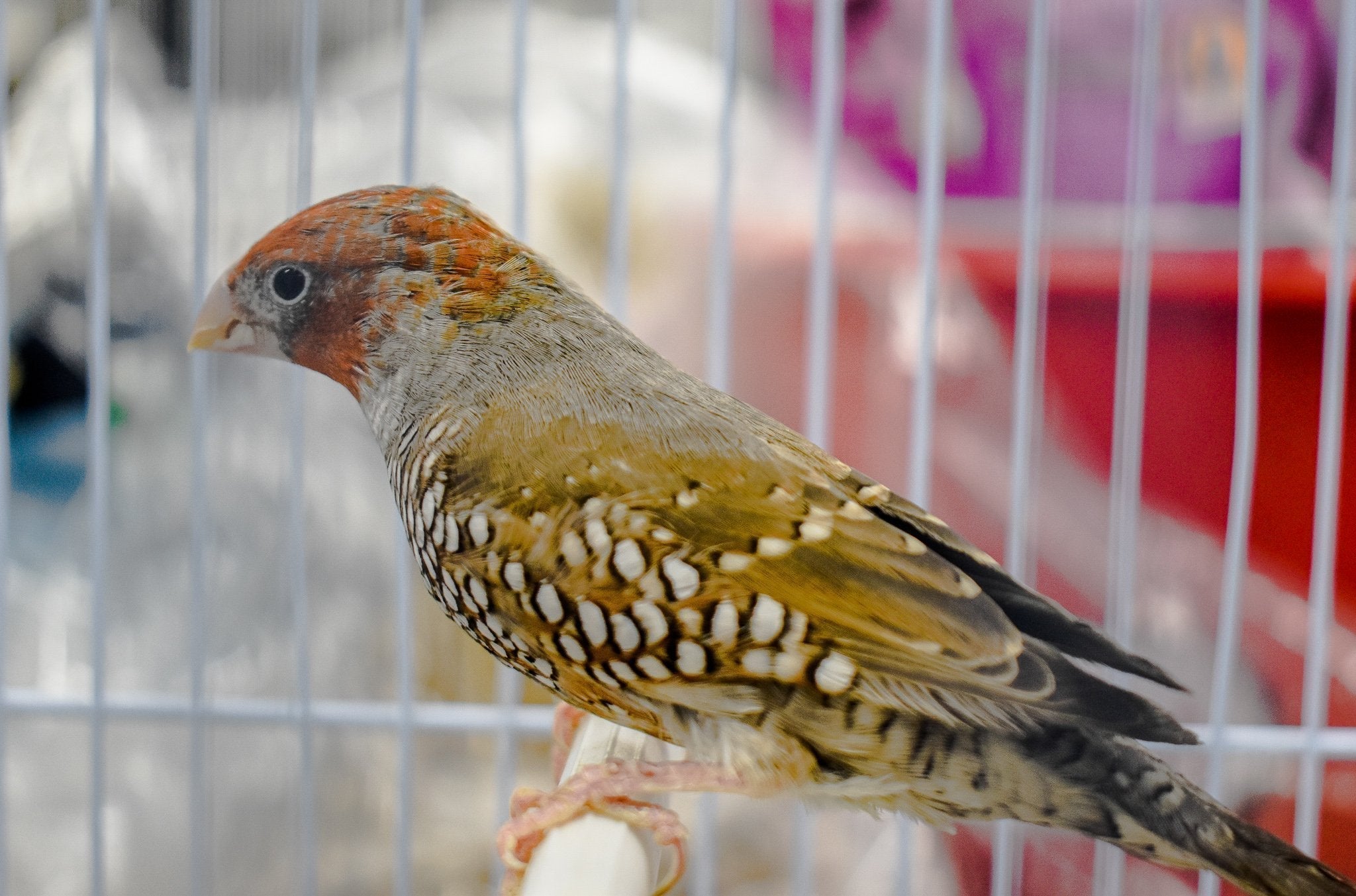 Red Headed Finch - New York Bird Supply