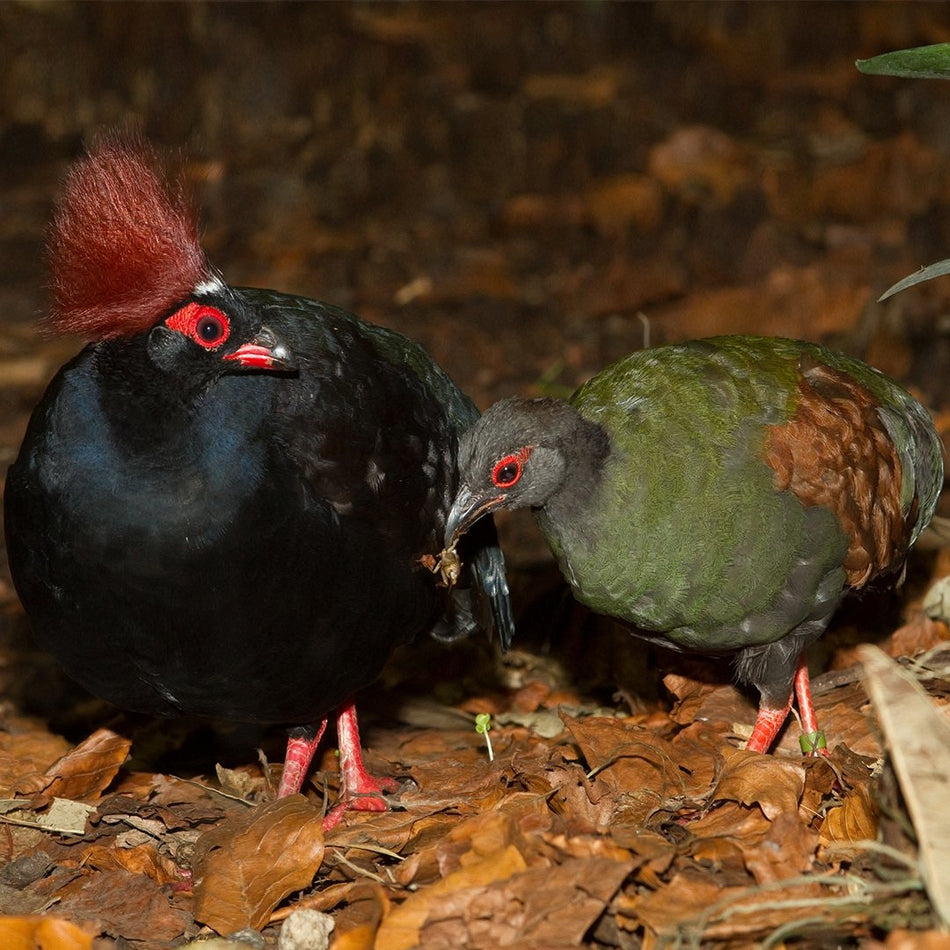 Roulroul Quail Pair - New York Bird Supply