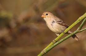 Ruddy-breasted Seedeater - New York Bird Supply