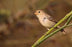 Ruddy-breasted Seedeater - New York Bird Supply