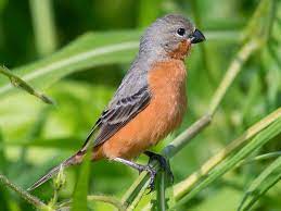 Ruddy-breasted Seedeater - New York Bird Supply