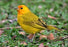 Saffron Finch - New York Bird Supply
