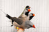 Shaft-Tail Finch - New York Bird Supply