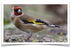 Siberian Goldfinch - New York Bird Supply