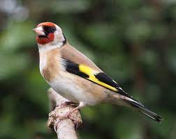 Siberian Goldfinch - New York Bird Supply