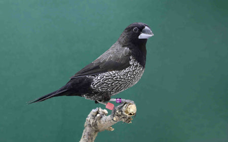 Society Finch – European – Black Grey - New York Bird Supply