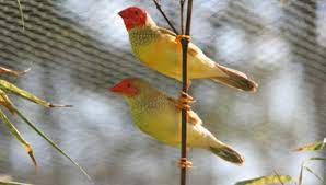 Star Finch Yellow Red Head - New York Bird Supply