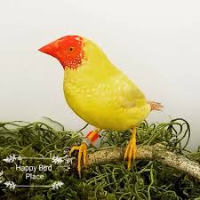 Star Finch Yellow Red Head - New York Bird Supply