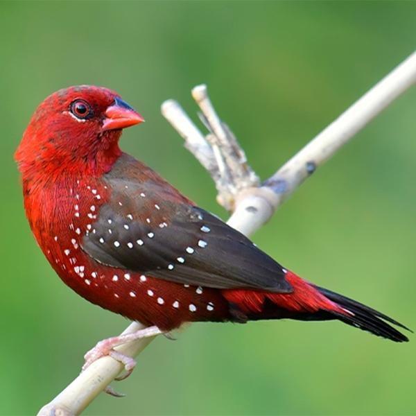 Strawberry Finch - New York Bird Supply