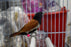 Tri Colored Nun - New York Bird Supply