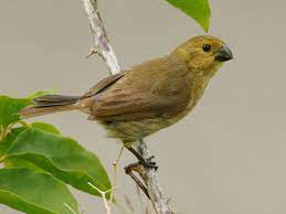 Variable seedeater - New York Bird Supply