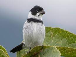 Variable seedeater - New York Bird Supply