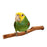 Wood Perch - New York Bird Supply