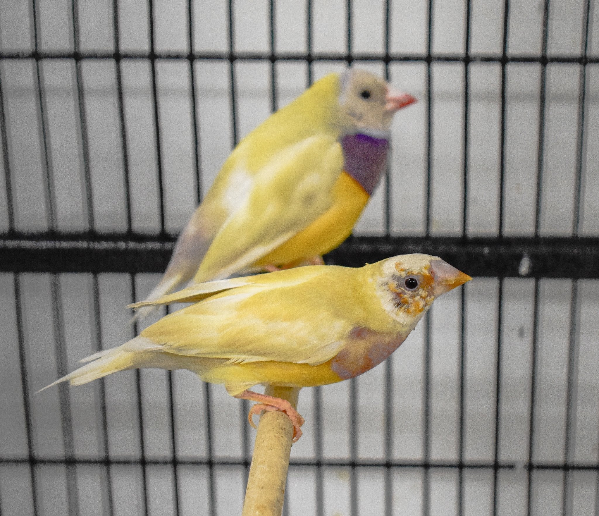 Yellow Back Gouldian Finch - New York Bird Supply
