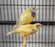 Yellow Back Gouldian Finch - New York Bird Supply