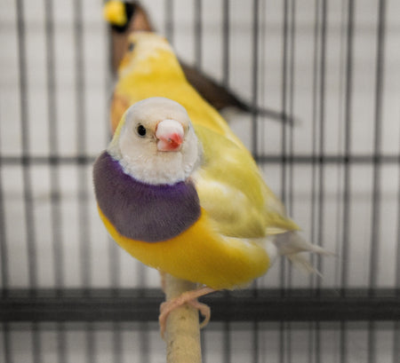 Yellow Back Gouldian Finch - New York Bird Supply