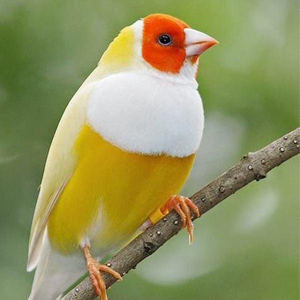 Yellow Back Gouldian Finch - New York Bird Supply