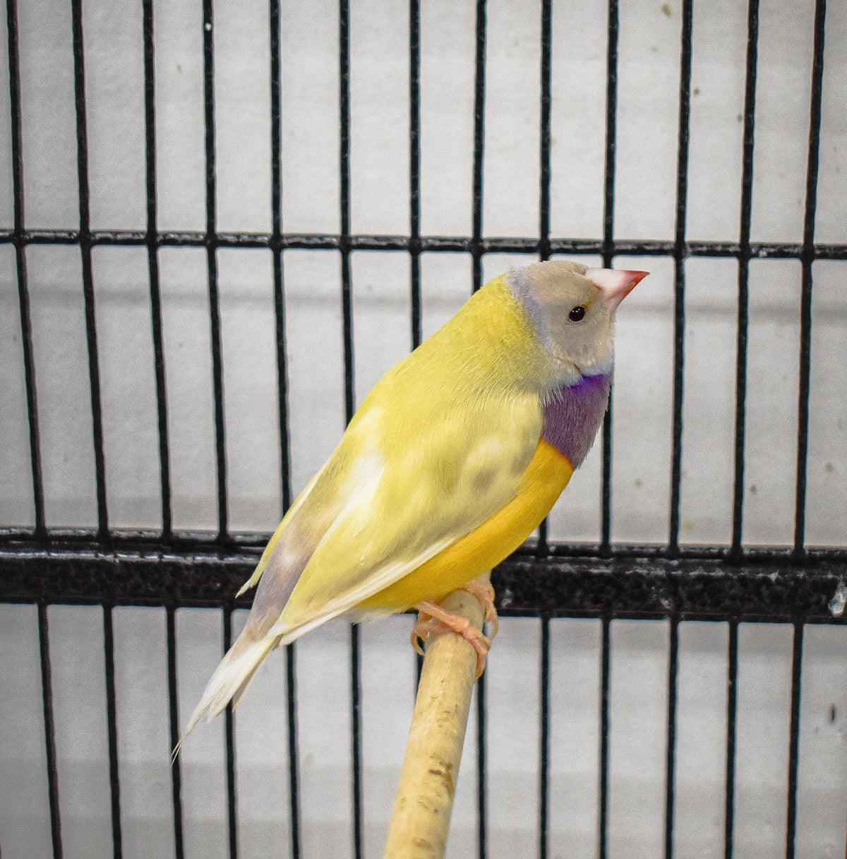 Yellow Back Gouldian Finch - New York Bird Supply