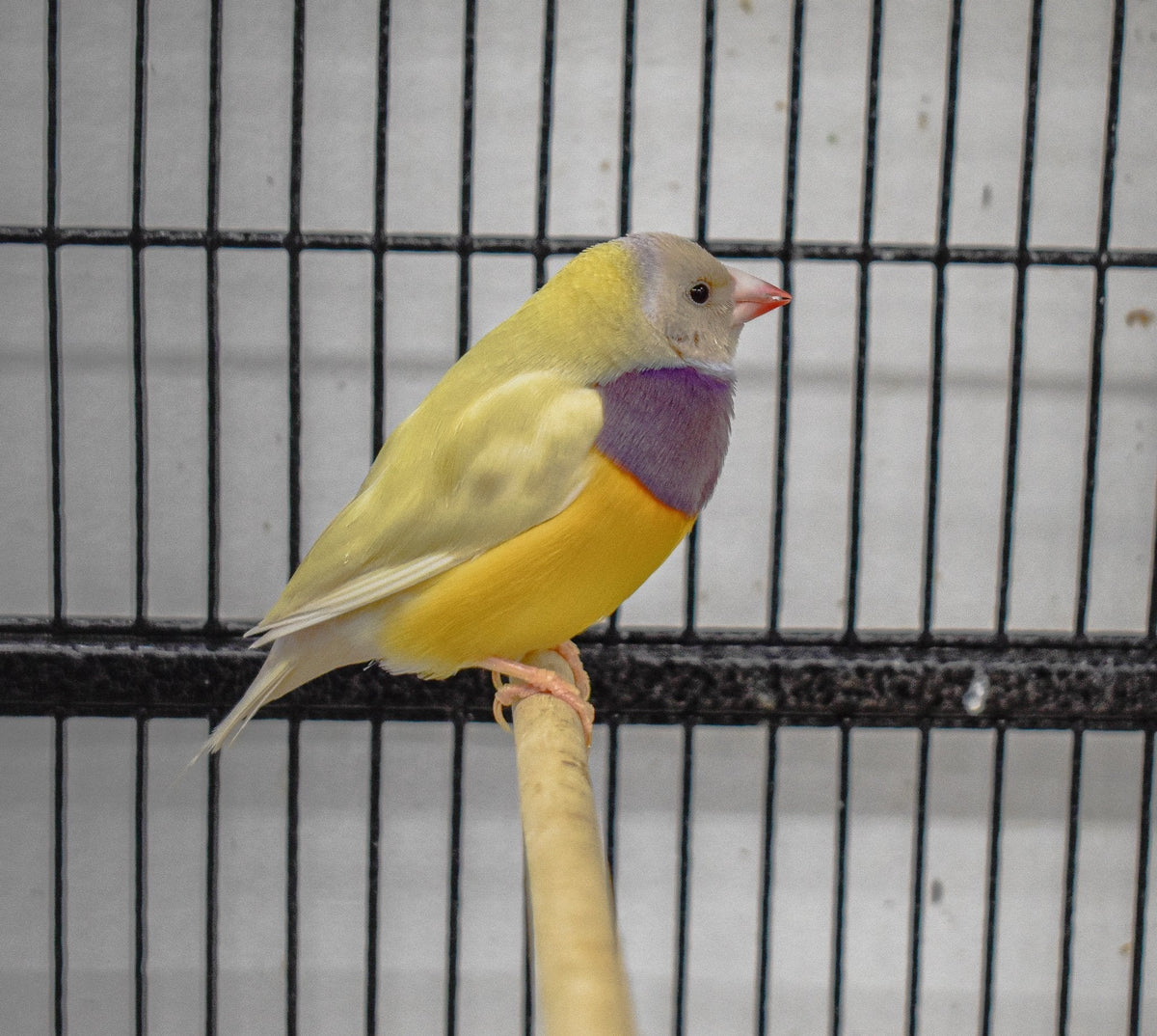 Yellow Back Gouldian Finch - New York Bird Supply