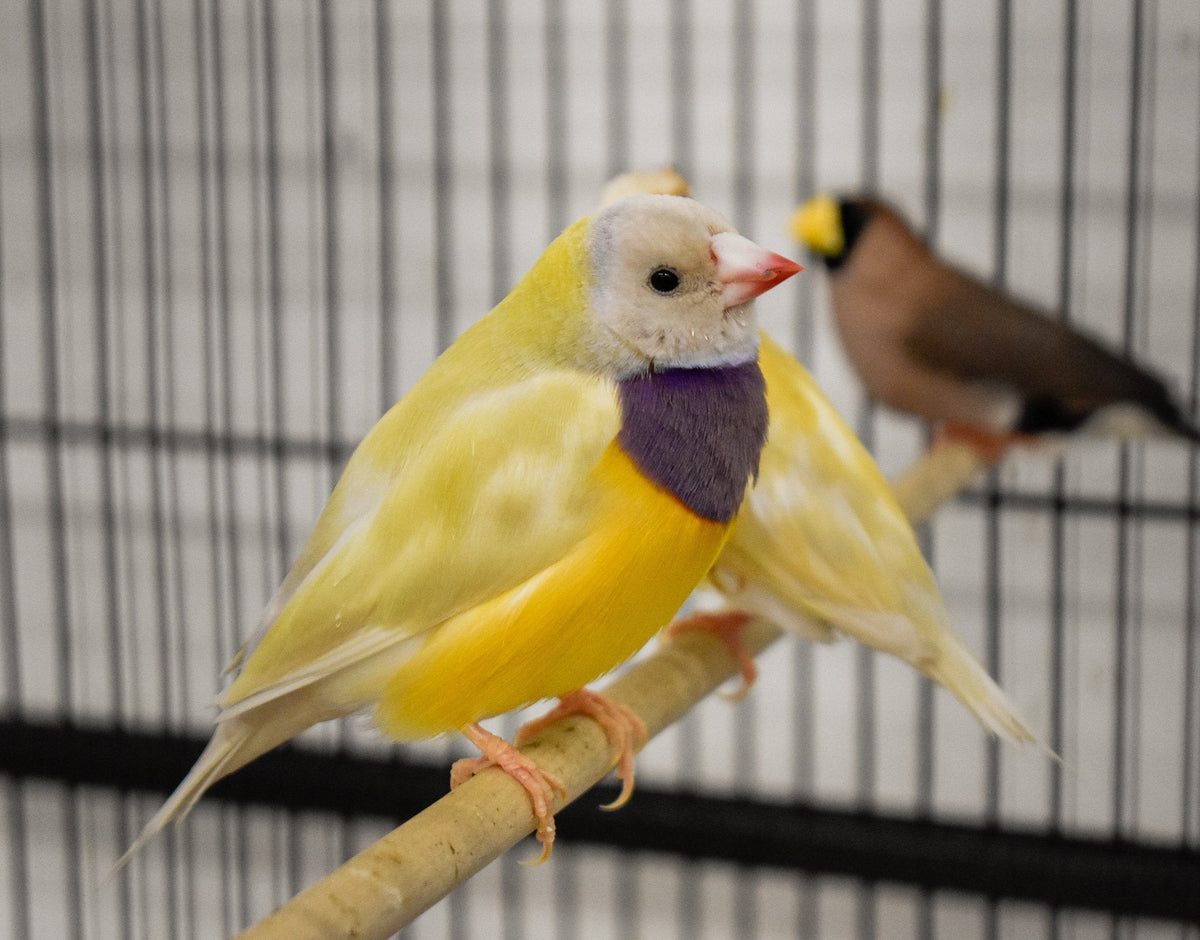 Yellow Back Gouldian Finch - New York Bird Supply