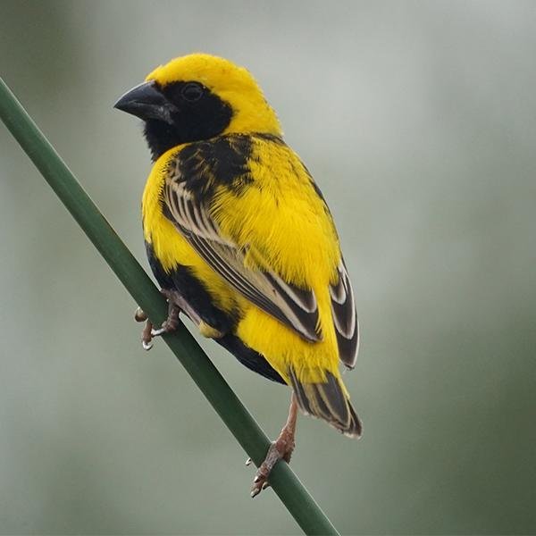 Yellow Crowned Bishop - New York Bird Supply