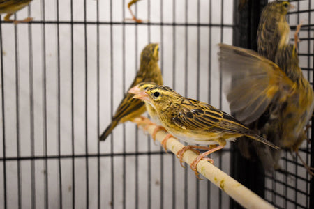 Yellow Crowned Bishop - New York Bird Supply