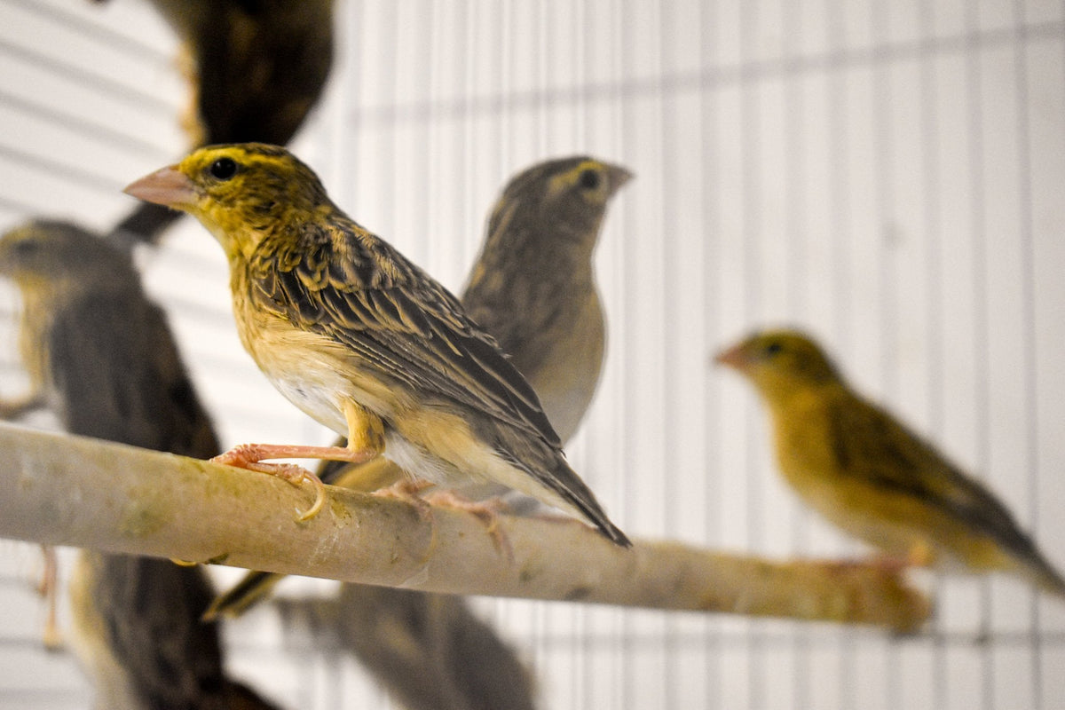 Yellow Crowned Bishop - New York Bird Supply